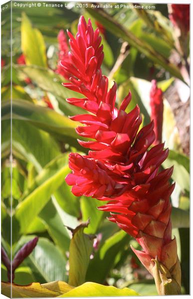  Vibrant Tropical Torch Ginger on Fire Canvas Print by Terrance Lum