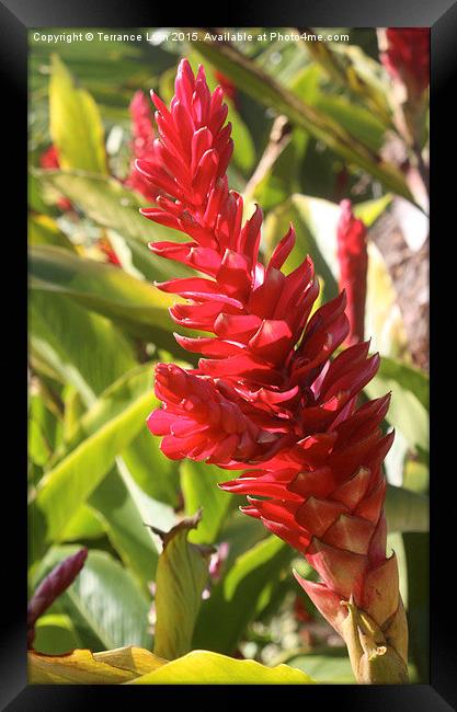  Vibrant Tropical Torch Ginger on Fire Framed Print by Terrance Lum