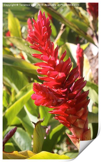  Vibrant Tropical Torch Ginger on Fire Print by Terrance Lum