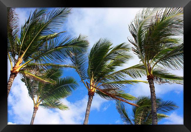  Cool Waving Palm Tree Paradise Framed Print by Terrance Lum