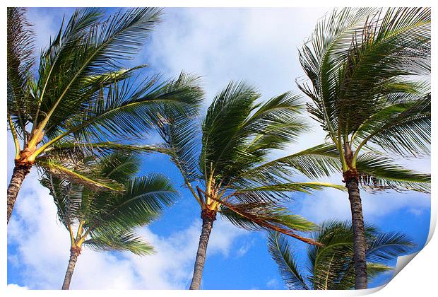  Cool Waving Palm Tree Paradise Print by Terrance Lum
