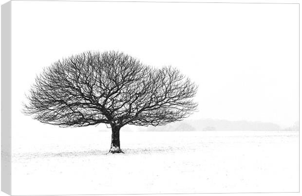 Tree in the snow Canvas Print by Stephen Mole