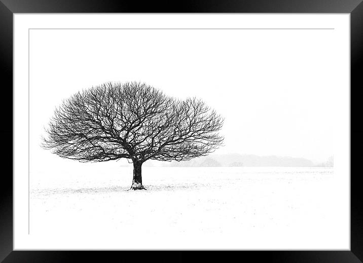 Tree in the snow Framed Mounted Print by Stephen Mole