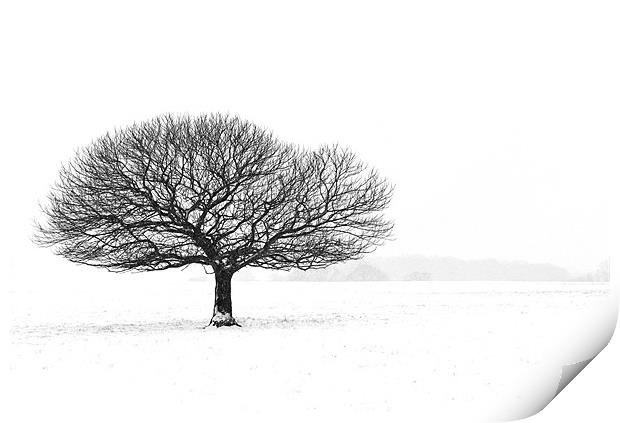 Tree in the snow Print by Stephen Mole