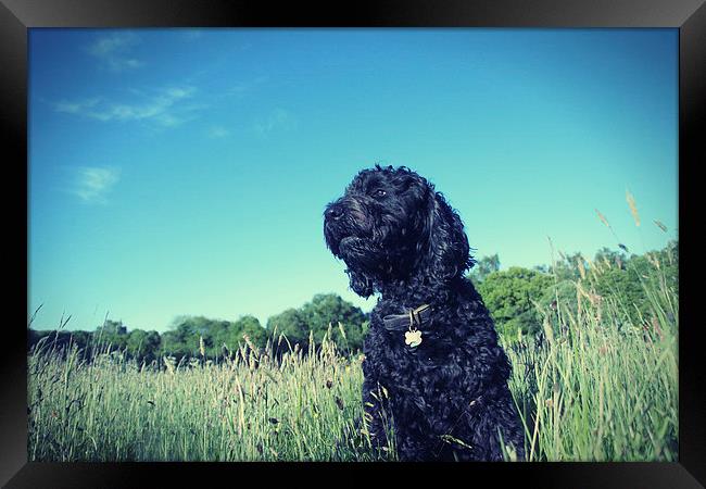  Goldendoodle, loving life. Framed Print by Toon Photography
