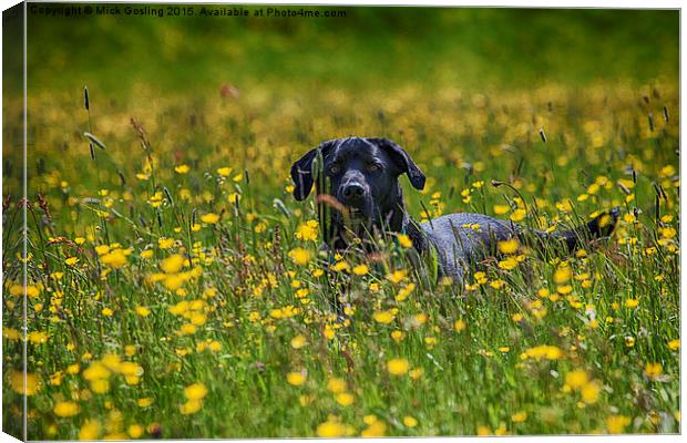 Labrador in the Buttercups.  Canvas Print by RSRD Images 