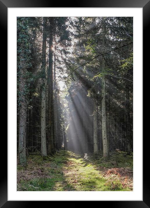  Woodland Sunrise Framed Mounted Print by David Tinsley