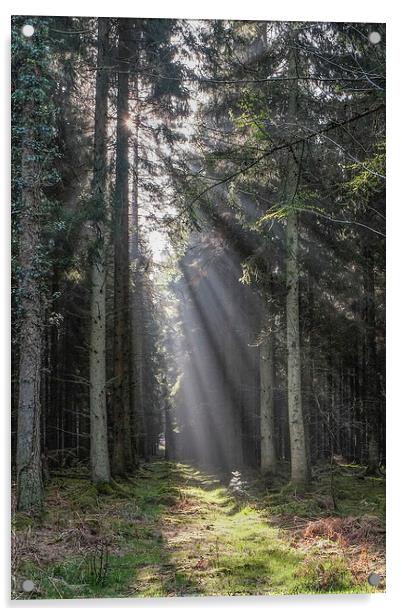  Woodland Sunrise Acrylic by David Tinsley