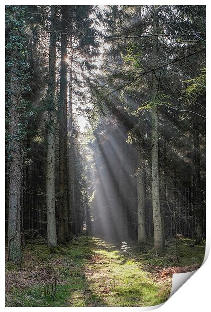 Woodland Sunrise Print by David Tinsley