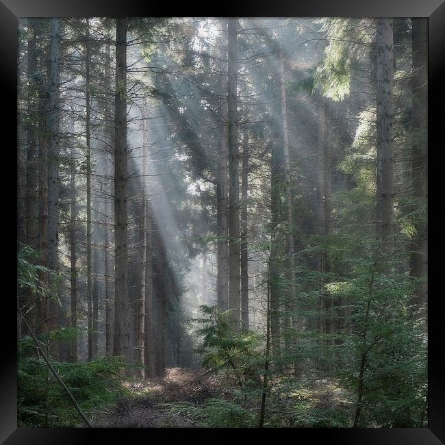  Spruce Wood Sunbeams Framed Print by David Tinsley