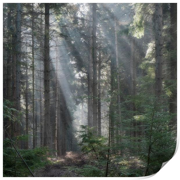 Spruce Wood Sunbeams Print by David Tinsley