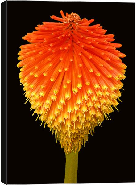 RED HOT POKER (Kniphofia) Canvas Print by Ray Bacon LRPS CPAGB