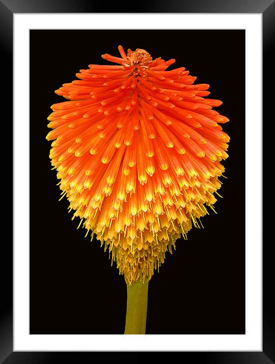 RED HOT POKER (Kniphofia) Framed Mounted Print by Ray Bacon LRPS CPAGB