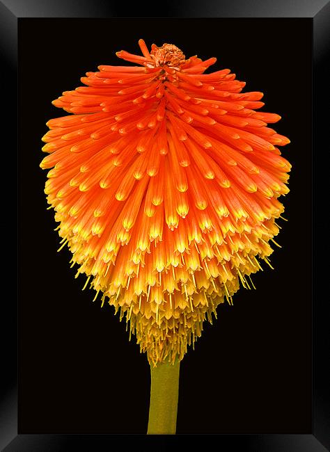 RED HOT POKER (Kniphofia) Framed Print by Ray Bacon LRPS CPAGB
