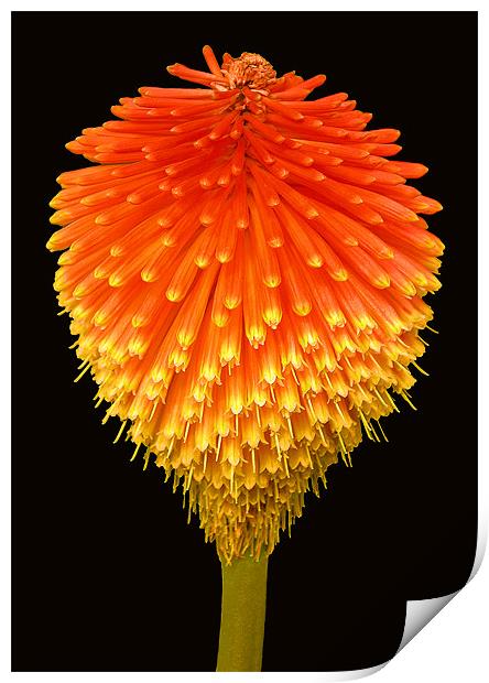 RED HOT POKER (Kniphofia) Print by Ray Bacon LRPS CPAGB