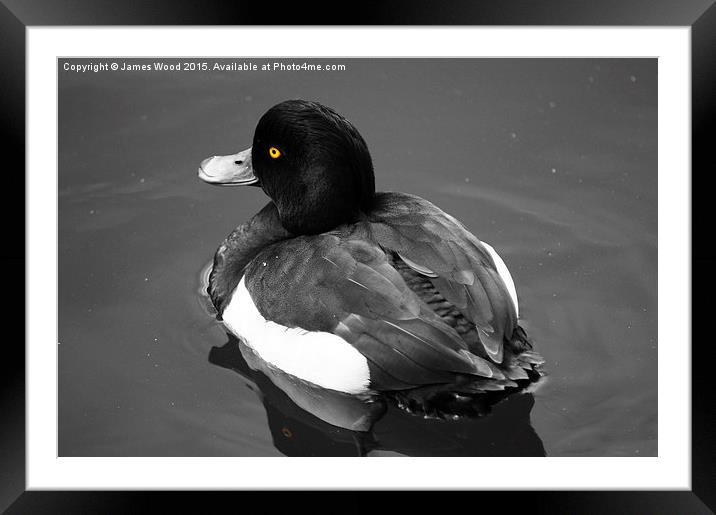Tufted Duck  Framed Mounted Print by James Wood