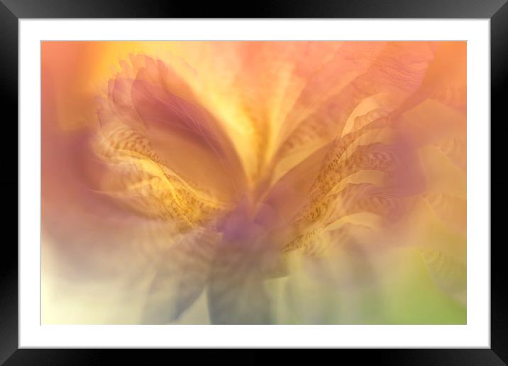  Ethereal Life. Interior Ideas Framed Mounted Print by Jenny Rainbow