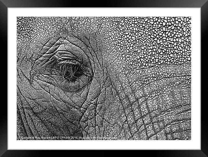 AFRICAN ELEPHANT Framed Mounted Print by Ray Bacon LRPS CPAGB