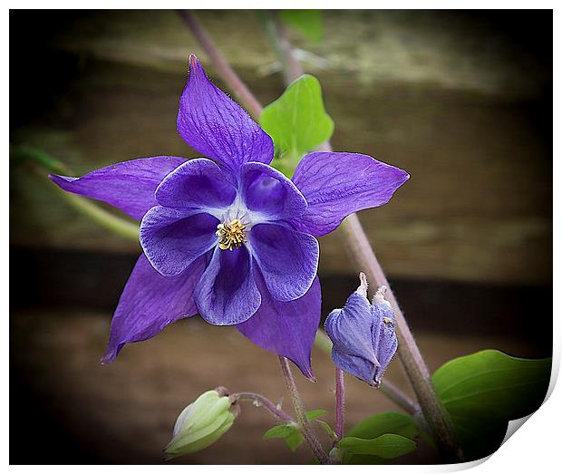  Granny bonnet Print by paul holt