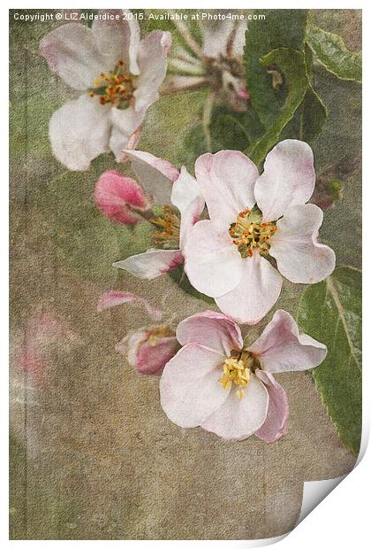 A Blossoming Symphony Print by LIZ Alderdice