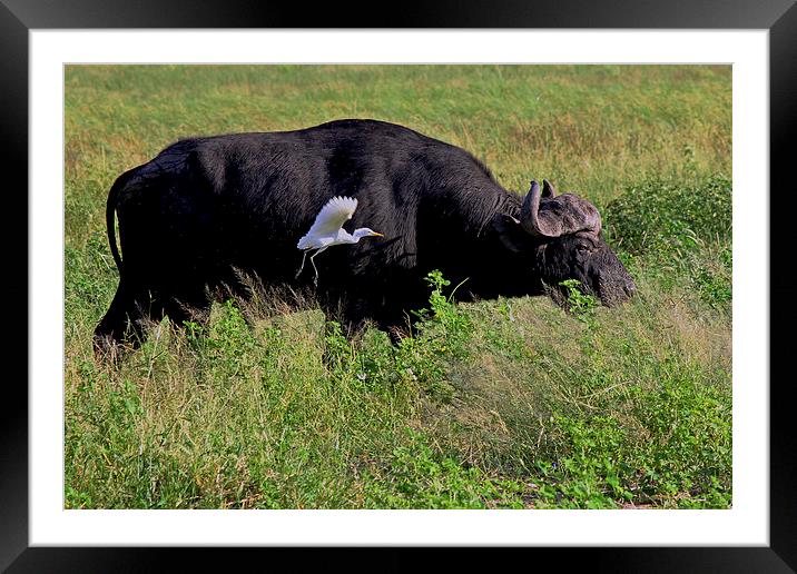 Egret and Buffalo   Framed Mounted Print by Tony Murtagh