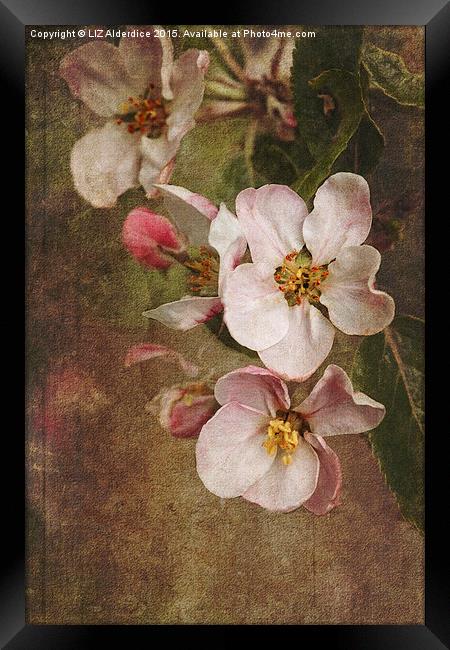Blossoming Apple Orchard Framed Print by LIZ Alderdice