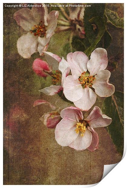 Blossoming Apple Orchard Print by LIZ Alderdice
