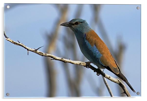 European Roller Acrylic by Tony Murtagh