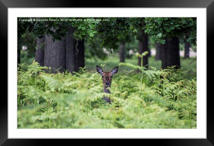  Deer in Richmond Park Framed Mounted Print by Caroline Opacic