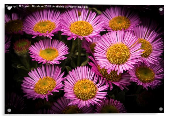 Pink Little daisys  Acrylic by Stewart Nicolaou