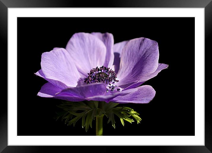 Purple Anemone  Framed Mounted Print by Jacqi Elmslie