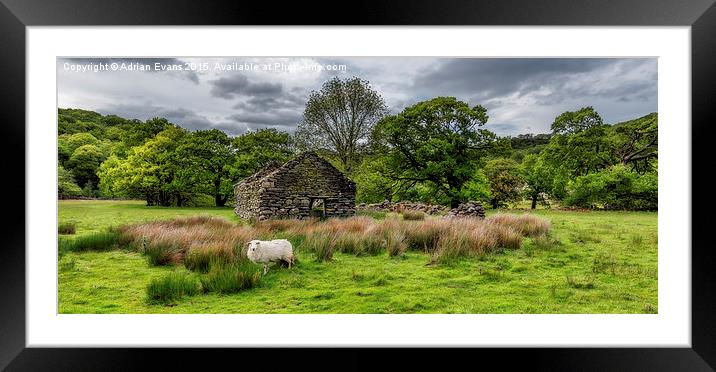 Sheep Cottage Framed Mounted Print by Adrian Evans