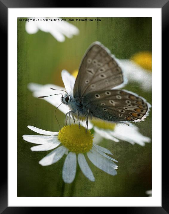 blue butterfly Framed Mounted Print by Jo Beerens