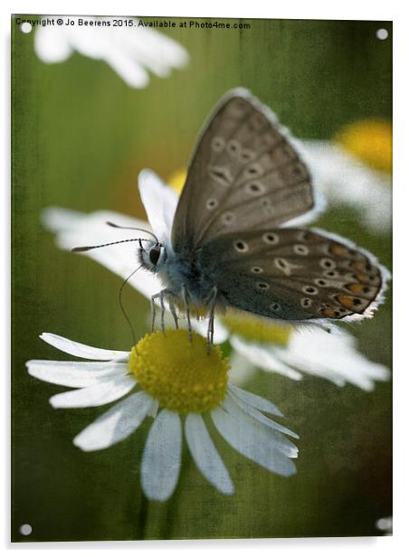 blue butterfly Acrylic by Jo Beerens