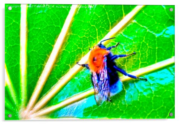  Honey Bee Acrylic by Carmel Fiorentini