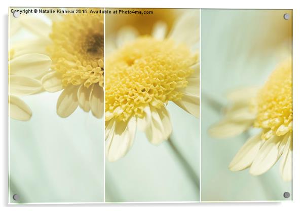 Flower Arrangement - Marguerite Daisies Acrylic by Natalie Kinnear