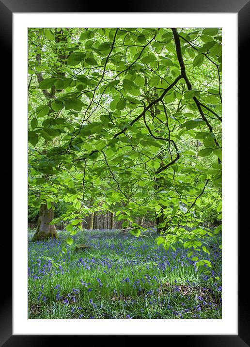  Beneath the Beech Framed Mounted Print by David Tinsley