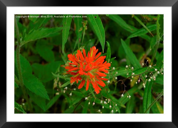 Wild Flower 1 Framed Mounted Print by Michael Wick