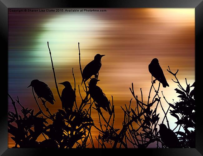 Vibrant dawn Framed Print by Sharon Lisa Clarke