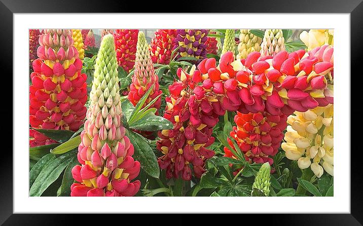  Lupinus Flowers Framed Mounted Print by Sue Bottomley
