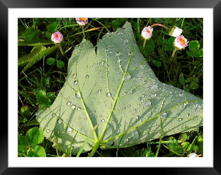  Fallen leaf after rain Framed Mounted Print by Claire Merchant