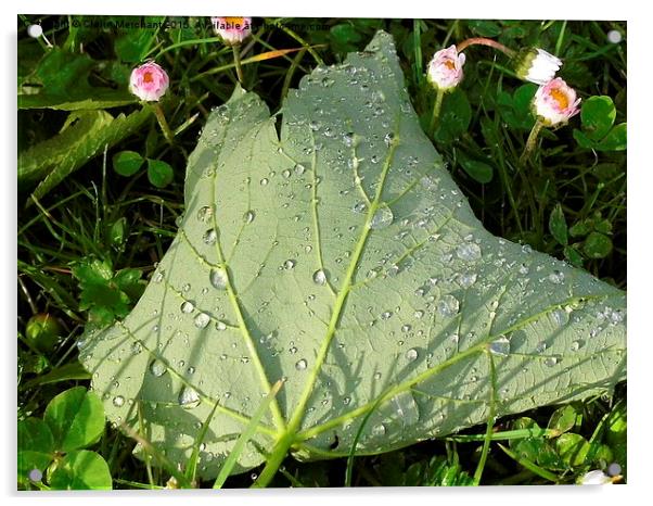  Fallen leaf after rain Acrylic by Claire Merchant