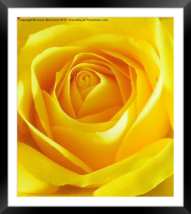  Yellow Rose Framed Mounted Print by Claire Merchant