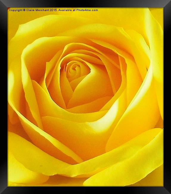  Yellow Rose Framed Print by Claire Merchant