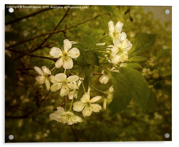  Springtime Cherry Blossom Acrylic by Robert Murray