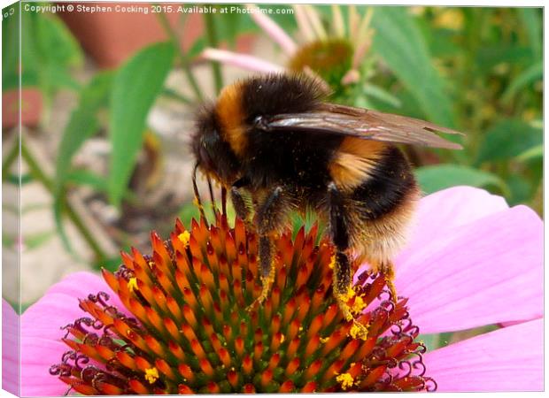  Bumble on Echinacea Flower Canvas Print by Stephen Cocking