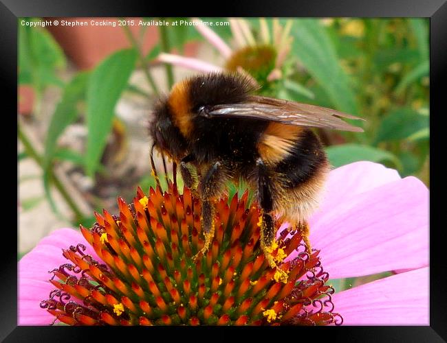  Bumble on Echinacea Flower Framed Print by Stephen Cocking