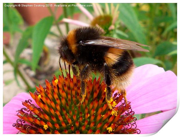  Bumble on Echinacea Flower Print by Stephen Cocking
