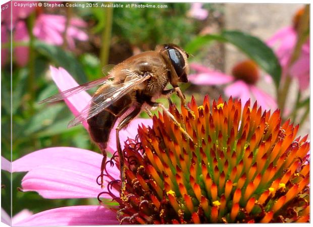  Honey Bee on Echinacea Flower Canvas Print by Stephen Cocking