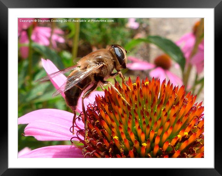  Honey Bee on Echinacea Flower Framed Mounted Print by Stephen Cocking